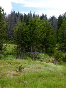 Just love those wildflowers 