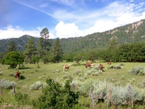 Horses along the DSNG RR
