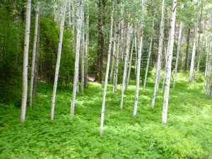 Aspen trees along the Animas river