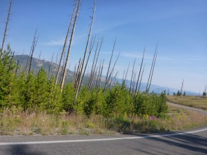 Regenerated forest in Yellowstone