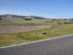 Bison, Lamar Valley