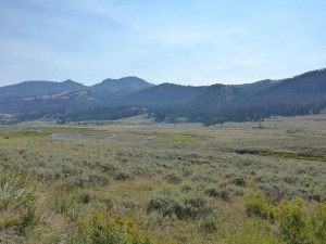 This is where we saw wolves, Lamar valley