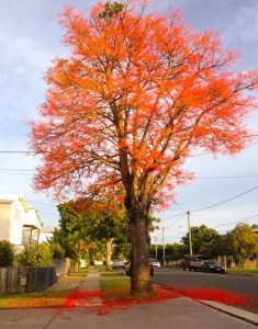 We got home in time to see the glorious flame trees still in bloom