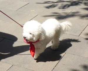 A patriotic Gibraltar inhabitant.