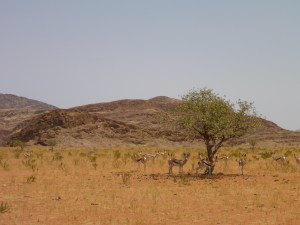 Springbok, Marienfluss
