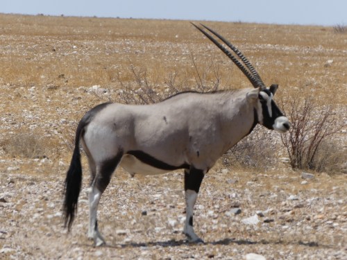A beautiful oryx 