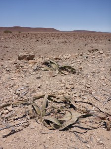 Welwitschia Mirabilis