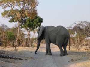 Dijara camp, Botswana