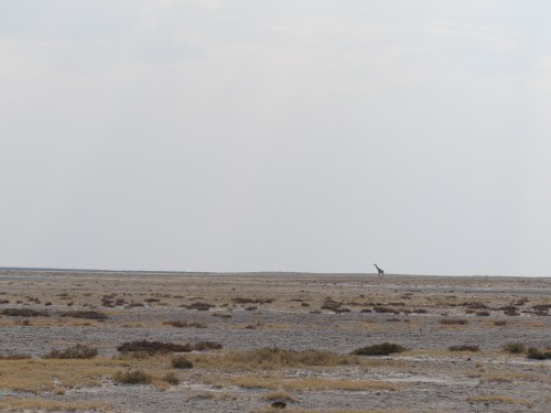 Lone giraffe on the Etosha Pan.