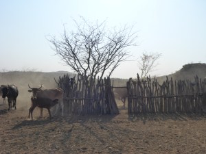 Himba milking area