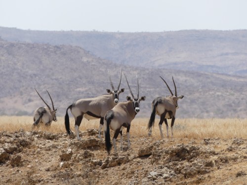 Oryx family in the Hartmann Valley