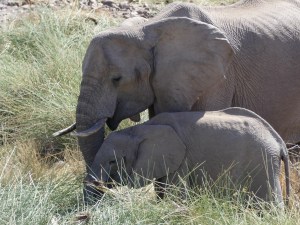 Elephant at Palmwag Reserve