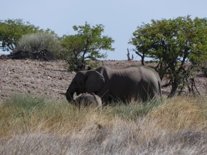 Elephant at Palmwag Reserve