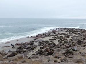 Cape Cross Cape Fur Seal Colony 