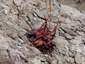Anyone identify this plant at the Fish river canyon?