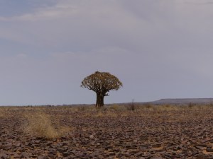 Quiver tree, Namibia