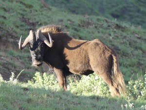 Black, not blue wildebeast