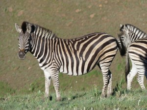 Stripes on the green