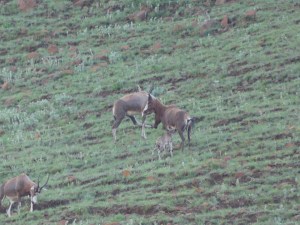 Newborn baby feeding